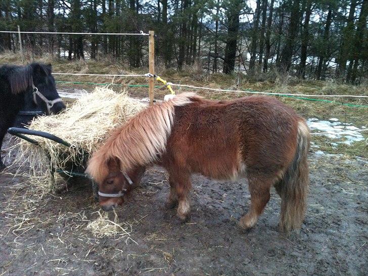 Shetlænder Emil billede 11