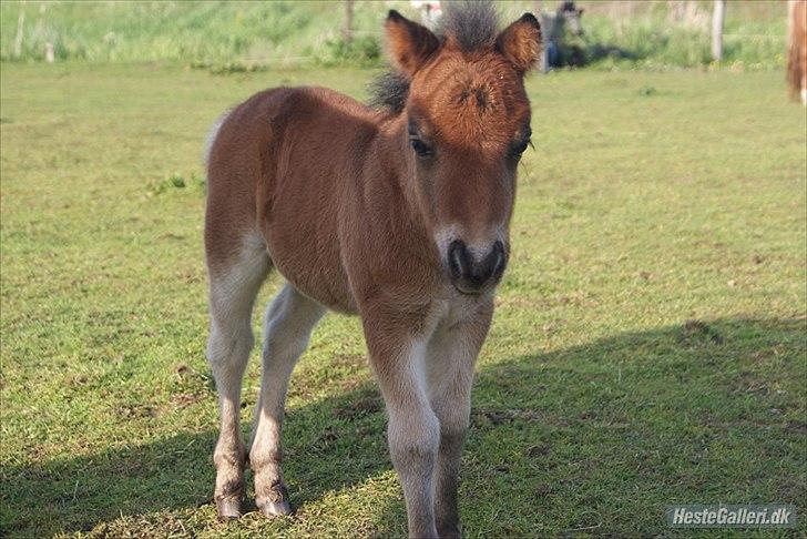 Shetlænder Dalbo´s Warrior - Walle manden <3 - Baby Walle billede 21