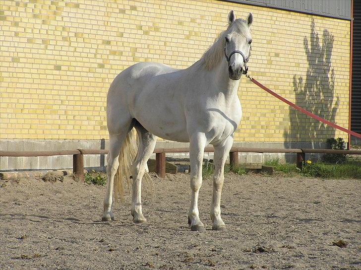 Connemara Rusheen Cuckoo billede 9