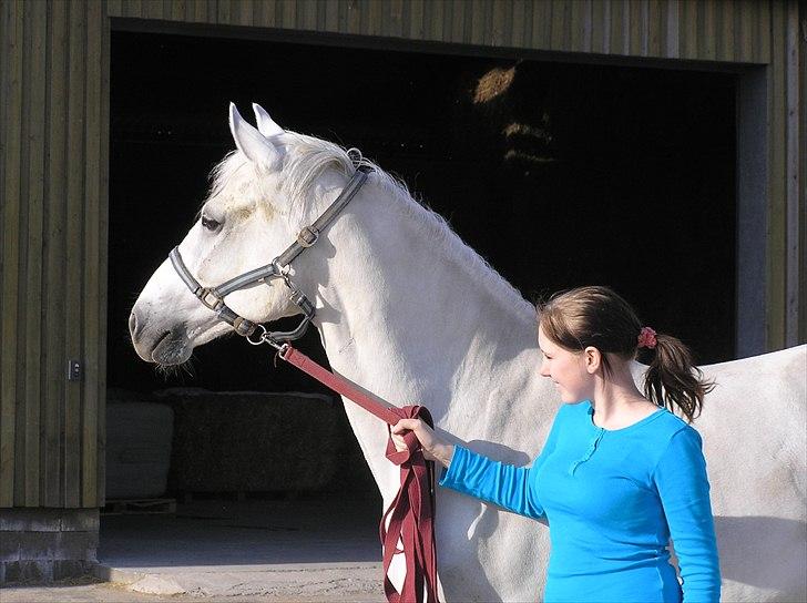 Connemara Rusheen Cuckoo billede 10