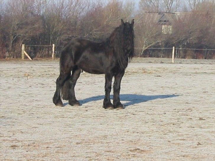 Frieser Otmar ( sorte) billede 8