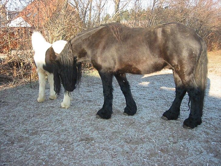 Frieser Otmar ( sorte) billede 9