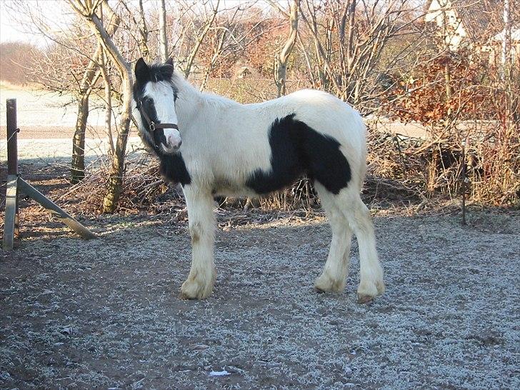 Tinker Connor billede 7