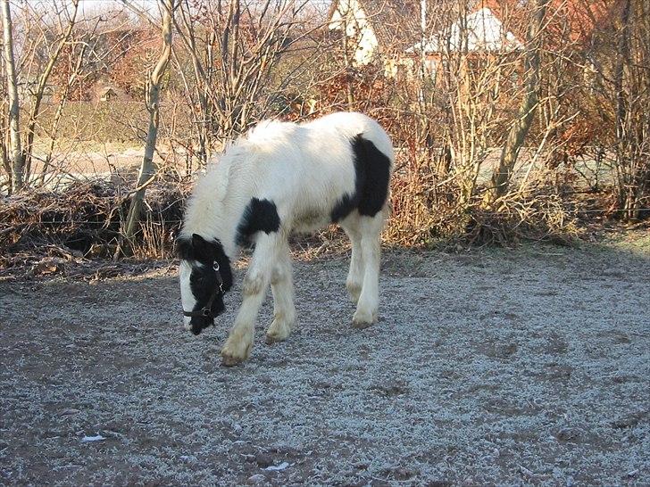 Tinker Connor billede 8