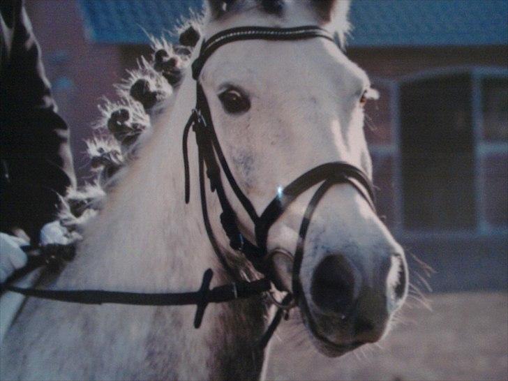 Anden særlig race robert ***SOLGT*** - robert lige inden han skulle på banen 9/10-2010 billede 9