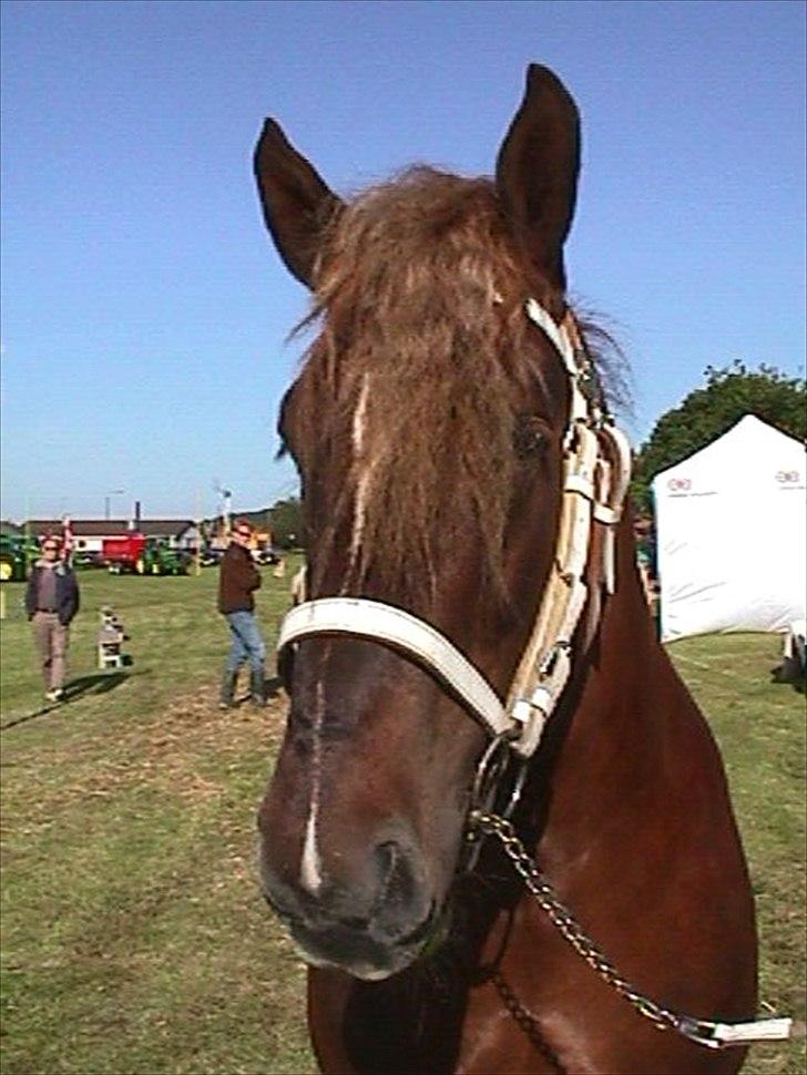 Jyde Matador R.I.P billede 6