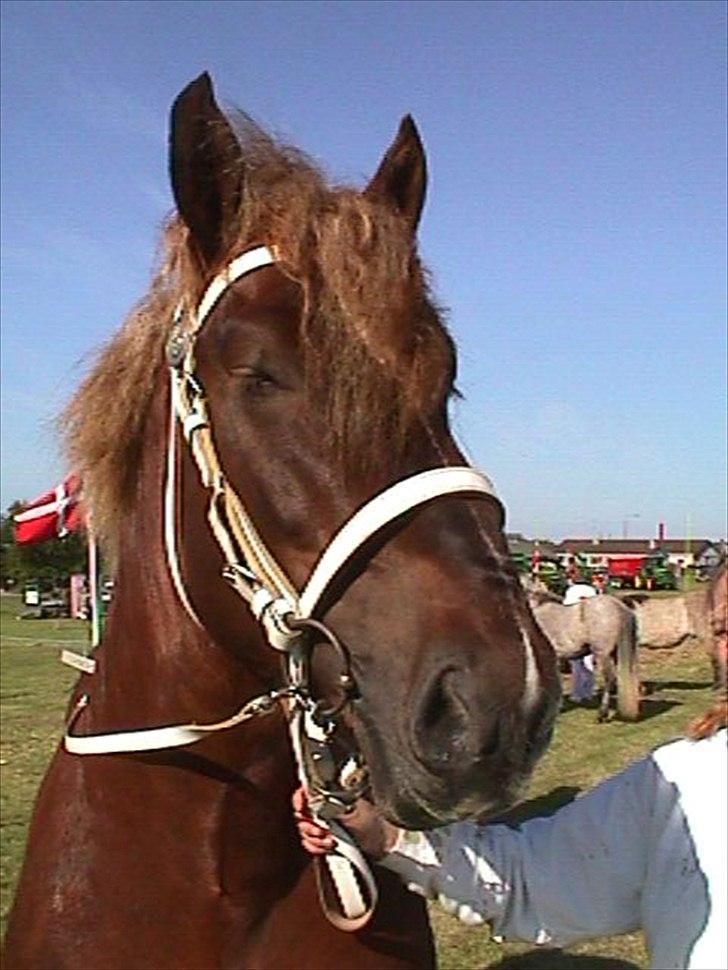 Jyde Matador R.I.P billede 8
