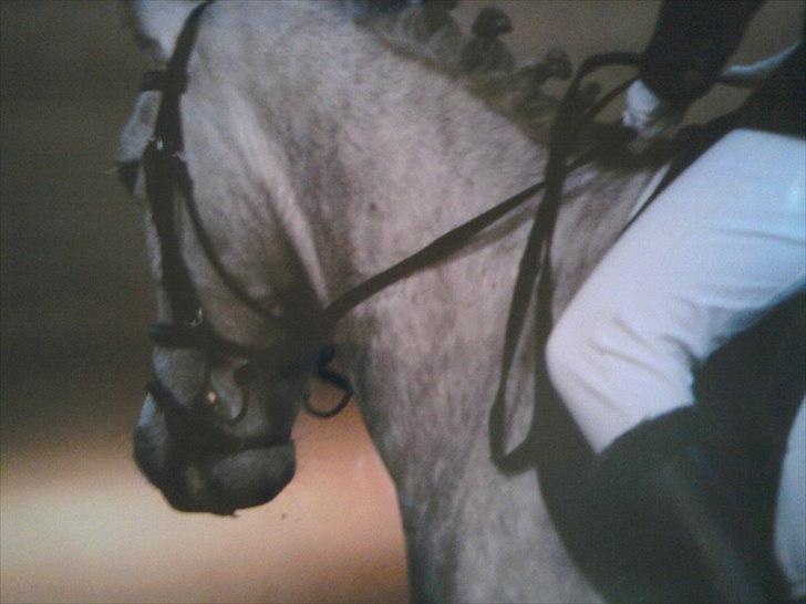 Anden særlig race robert ***SOLGT*** - stævne 9/10-2010 billede 10