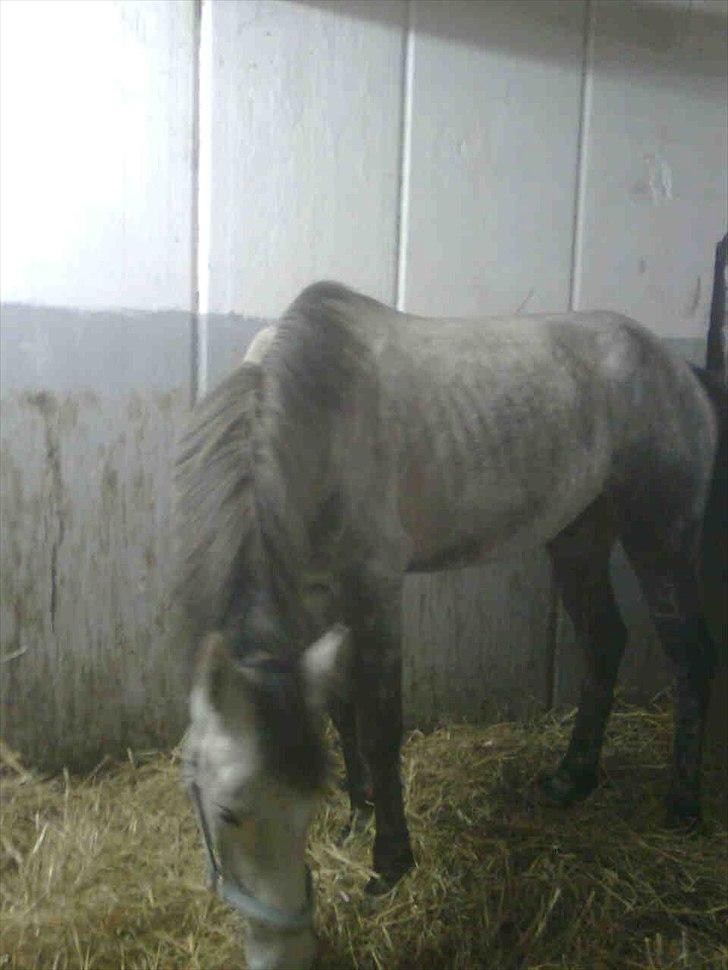 Anden særlig race robert ***SOLGT*** - den dag robert kom hjem fra jylland, hvor han var udlånt i2 mdr i 2009 billede 13