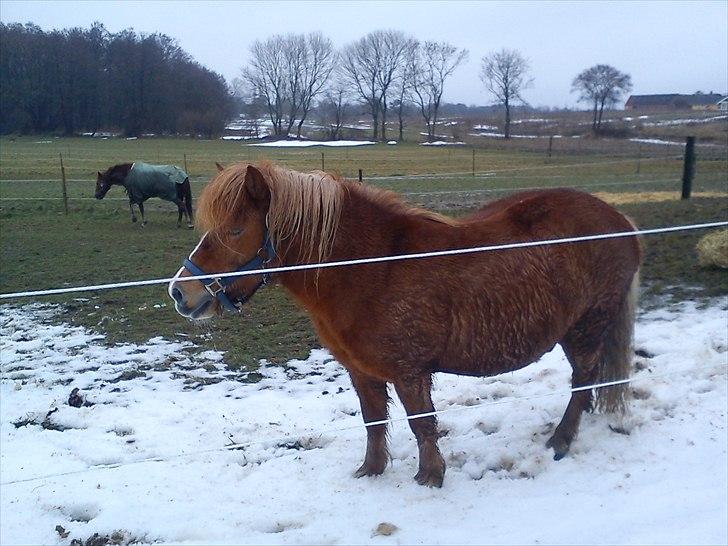 Anden særlig race Mini Max - Fra i vinters, altid godt med en rulle tur i sneen! billede 7