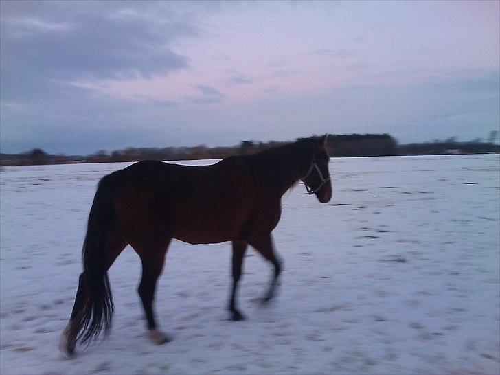 Traver Mr Øland billede 6