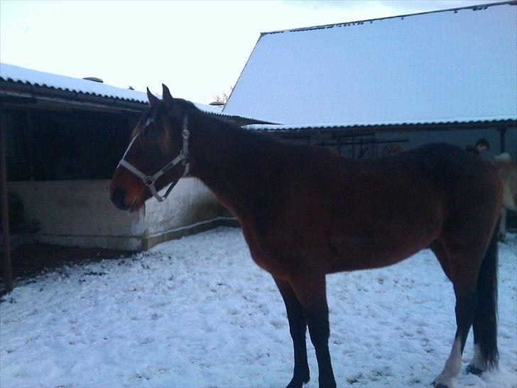 Traver Mr Øland billede 7