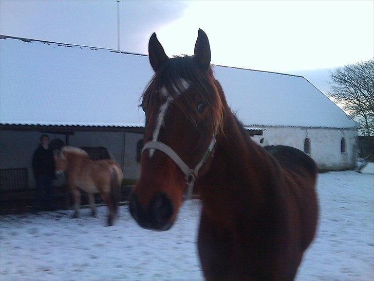 Traver Mr Øland billede 8