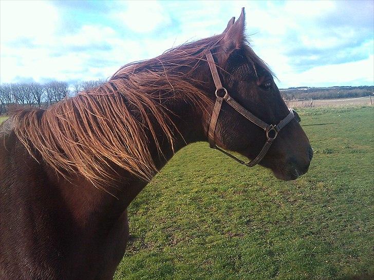 Traver Hard To Get billede 9