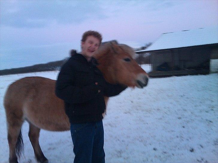 Fjordhest Malou billede 2