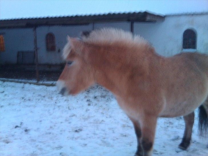 Fjordhest Malou billede 3