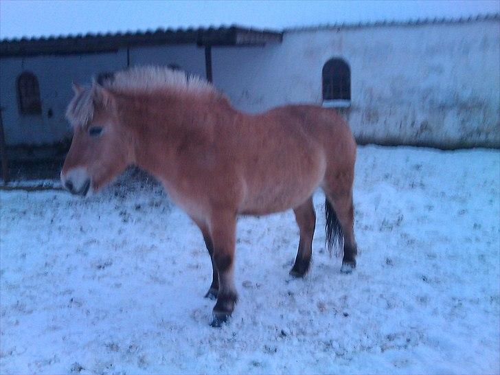 Fjordhest Malou billede 4