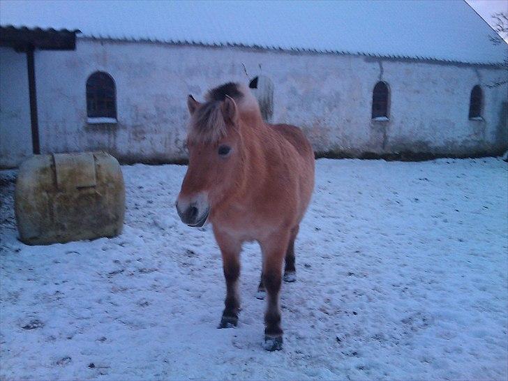 Fjordhest Malou billede 5
