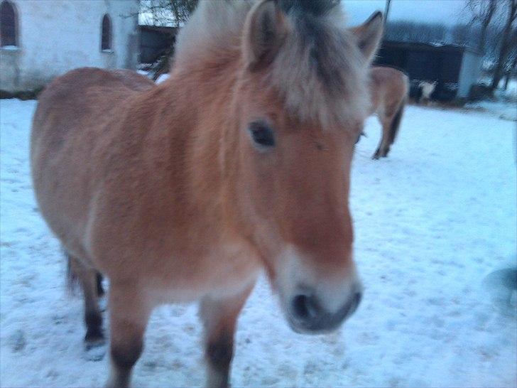 Fjordhest Malou billede 6