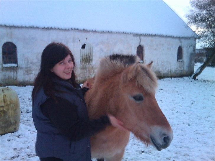 Fjordhest Malou billede 7