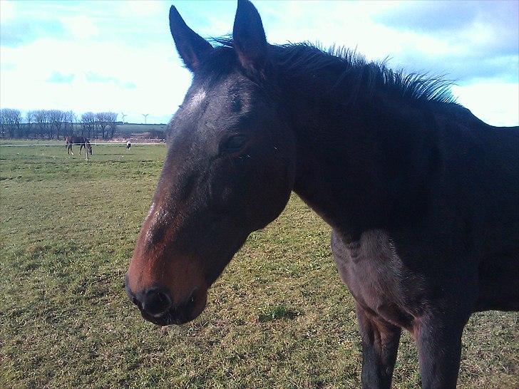 Traver Tuff Music billede 1