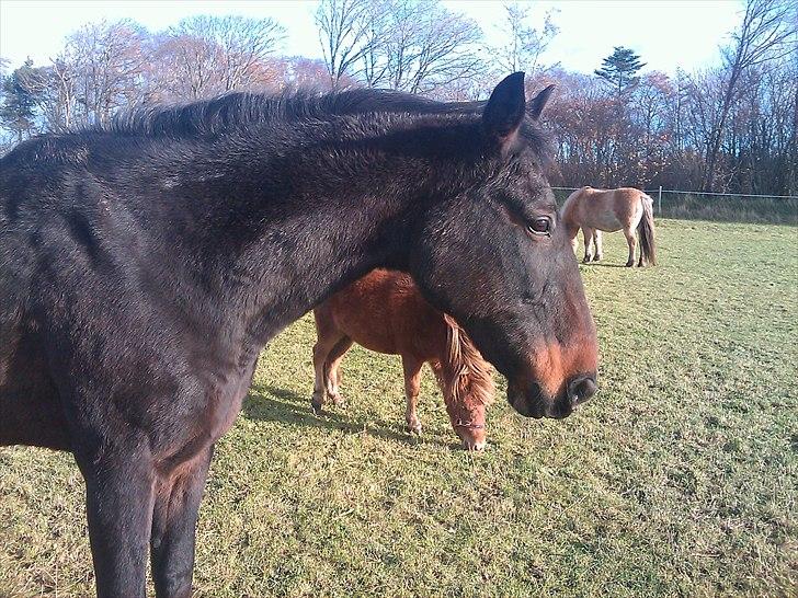 Traver Tuff Music billede 3