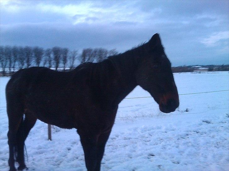 Traver Tuff Music billede 7