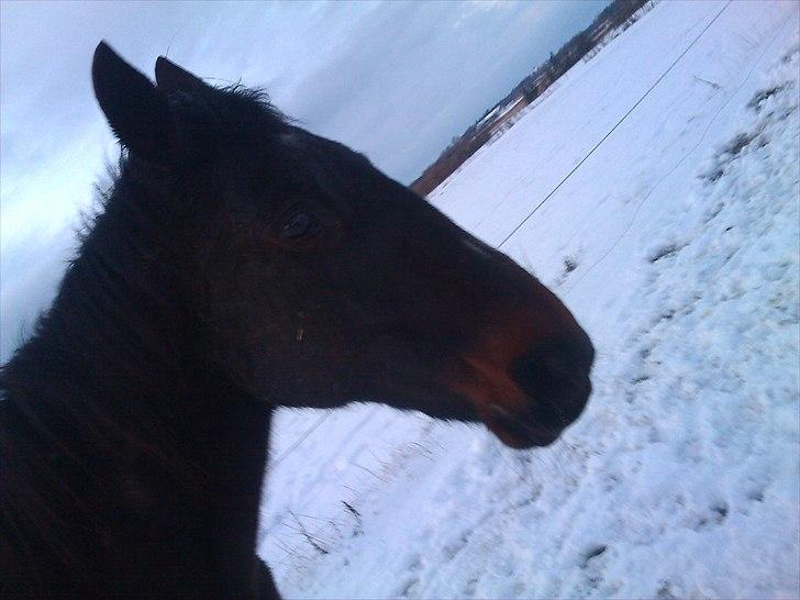 Traver Tuff Music billede 8