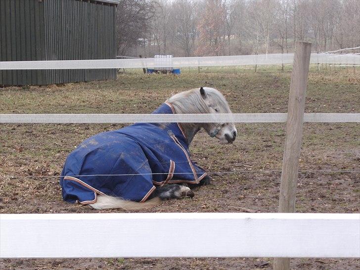 Welsh Pony (sec B) Nappemarkens Porsche - Nyt! 2-3-2011 Han lå og slappede af på folden da jeg var hoppe og hente dem. :D Mega sødt!! billede 2