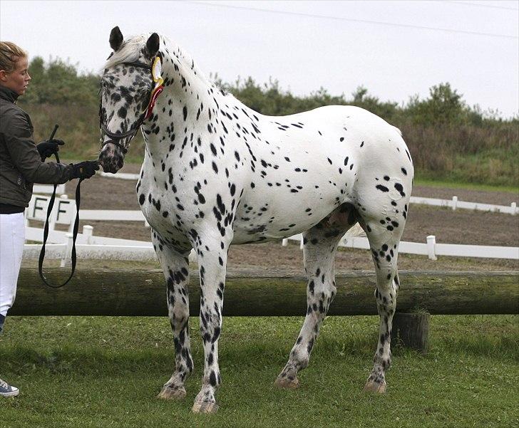 Knabstrupper Sartors Combat Warrior II billede 13