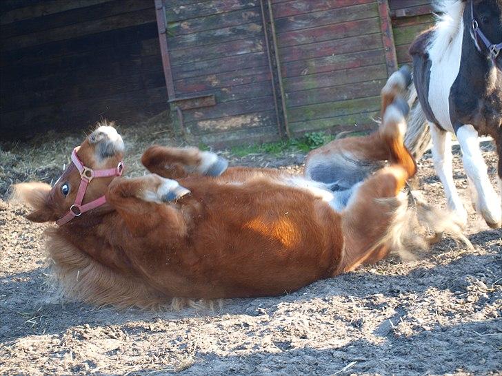 Shetlænder Frøken Prop. - Rulles efter en hård gåtur. billede 17
