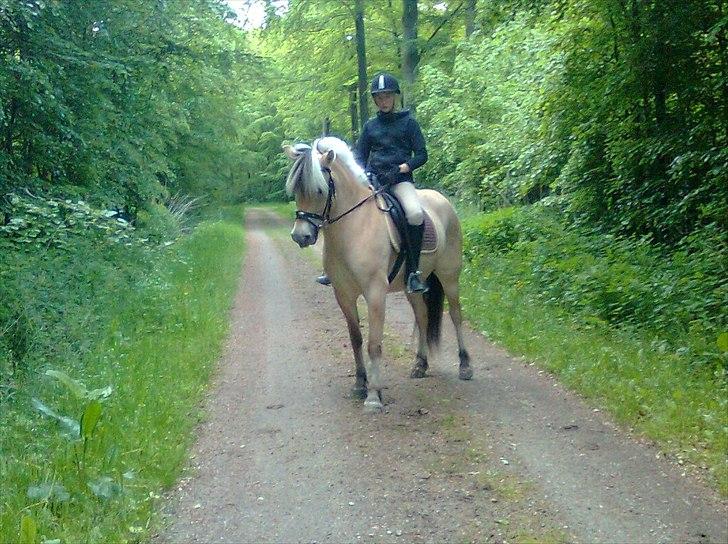 Fjordhest Morgan - Mig og Morgan:D billede 9