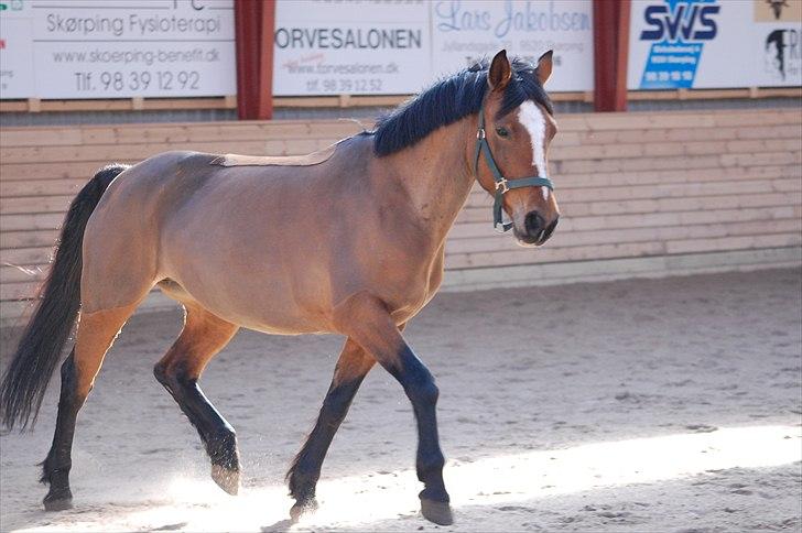 Anden særlig race Gabriella (Gabi) - Her kommer jeg.. billede 5