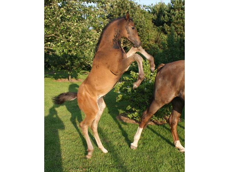 {{currentPhoto.altText}} billede {{currentPhoto.number}}