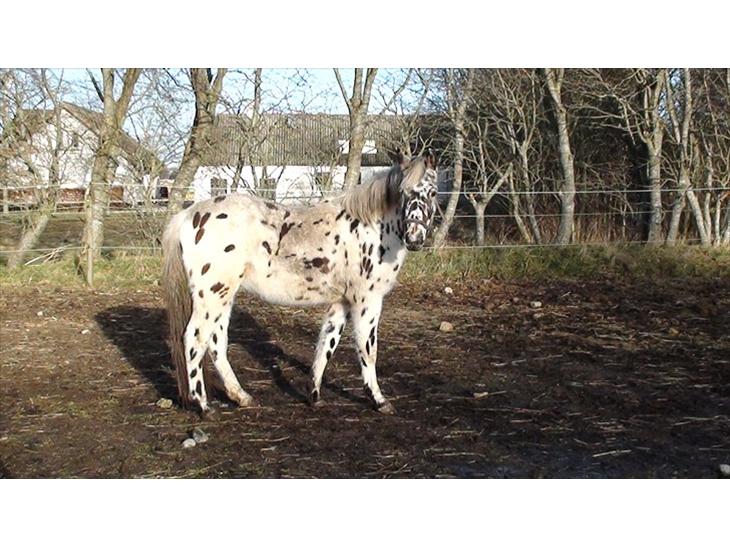 {{currentPhoto.altText}} billede {{currentPhoto.number}}