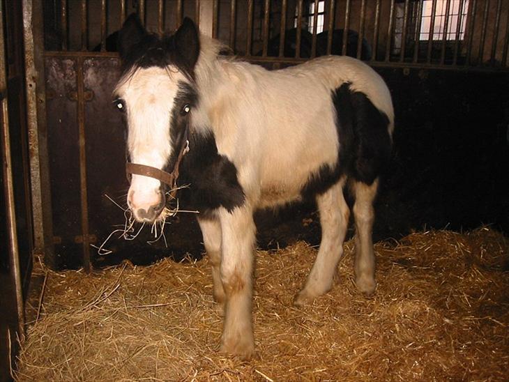 {{currentPhoto.altText}} billede {{currentPhoto.number}}