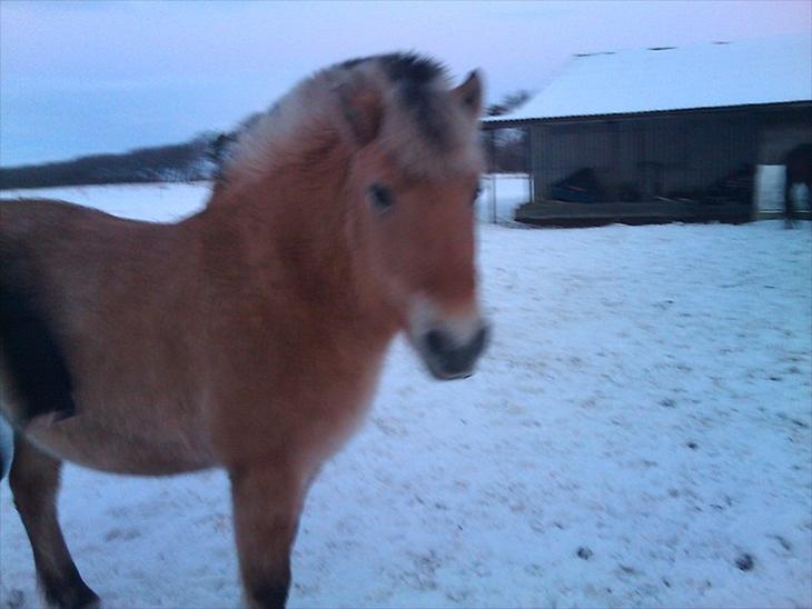 {{currentPhoto.altText}} billede {{currentPhoto.number}}