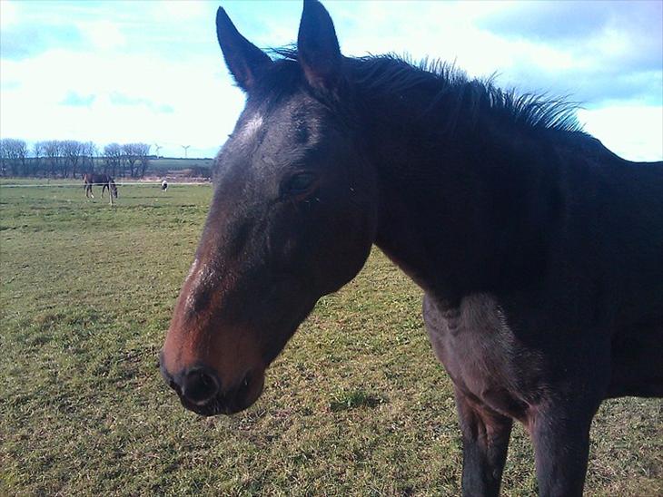 {{currentPhoto.altText}} billede {{currentPhoto.number}}