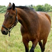 Anden særlig race Cassie