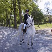 Connemara Svanekærgårs Aurora