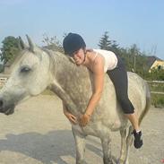 Arabisk fuldblod (OX) Cholito