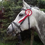 Arabisk fuldblod (OX) Cholito