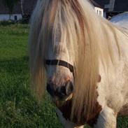 Irish Cob Basse Blue Eye <3 