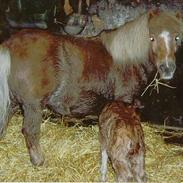 Anden særlig race  Camilla