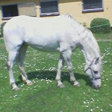 Anden særlig race Tahly Star (død)