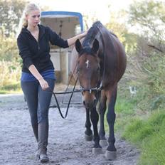 Anden særlig race Cassie