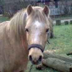 Welsh Pony (sec B) Chuela <33