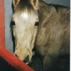 Welsh Pony (sec B) Chuela <33