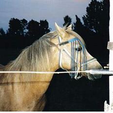 Welsh Pony (sec B) Chuela <33