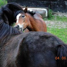 Welsh Mountain (sec A) BG's Afrodite - solgt